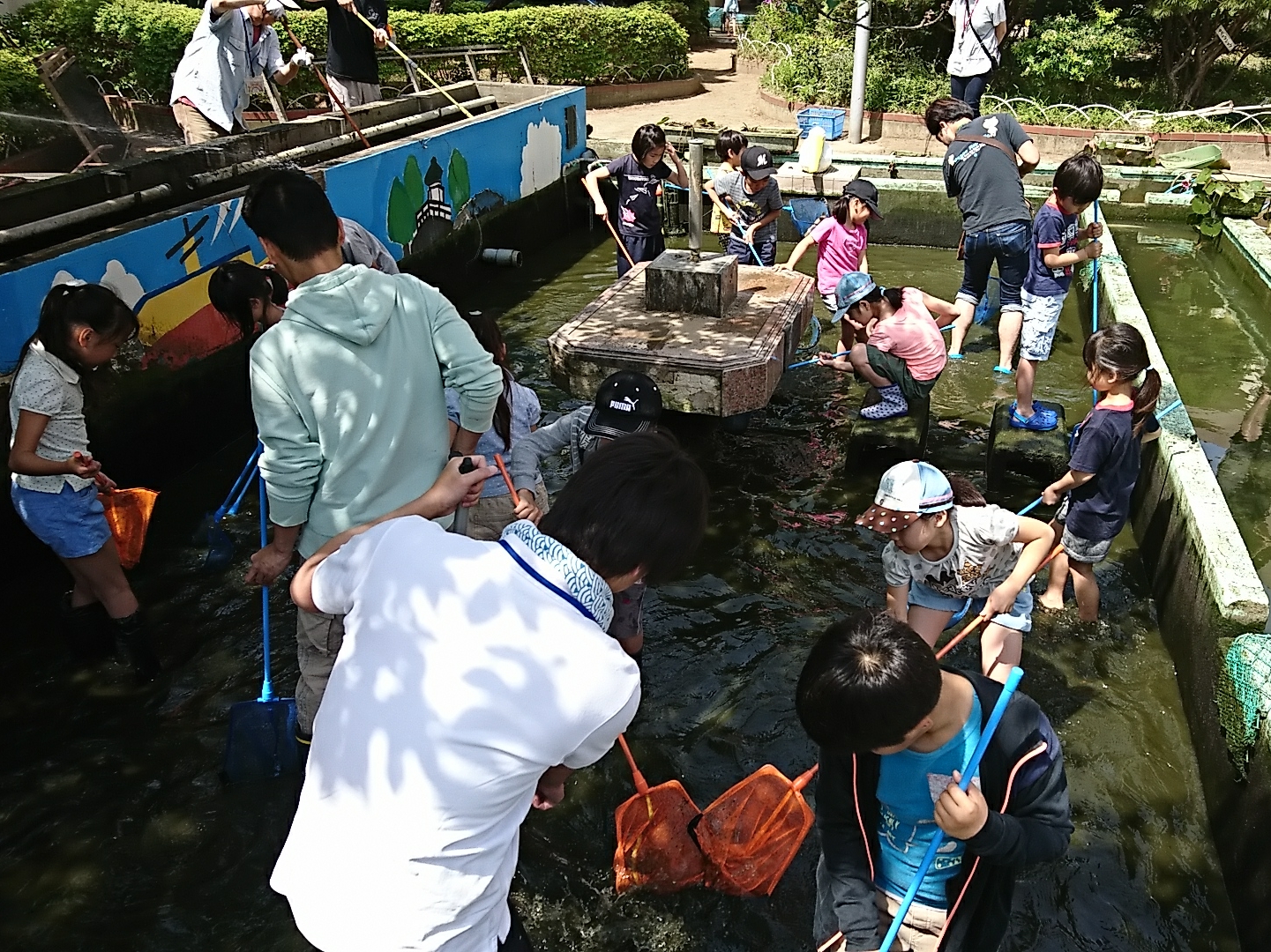 観察池清掃2018春
